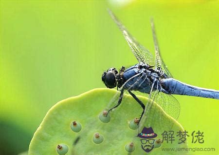 蜻蜓 風水